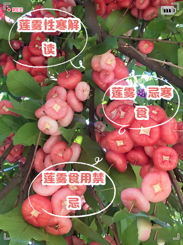 吃莲雾的禁忌有哪些?