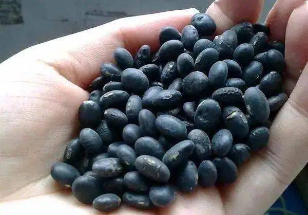 肾豆的功效与作用肾豆的功效有哪些