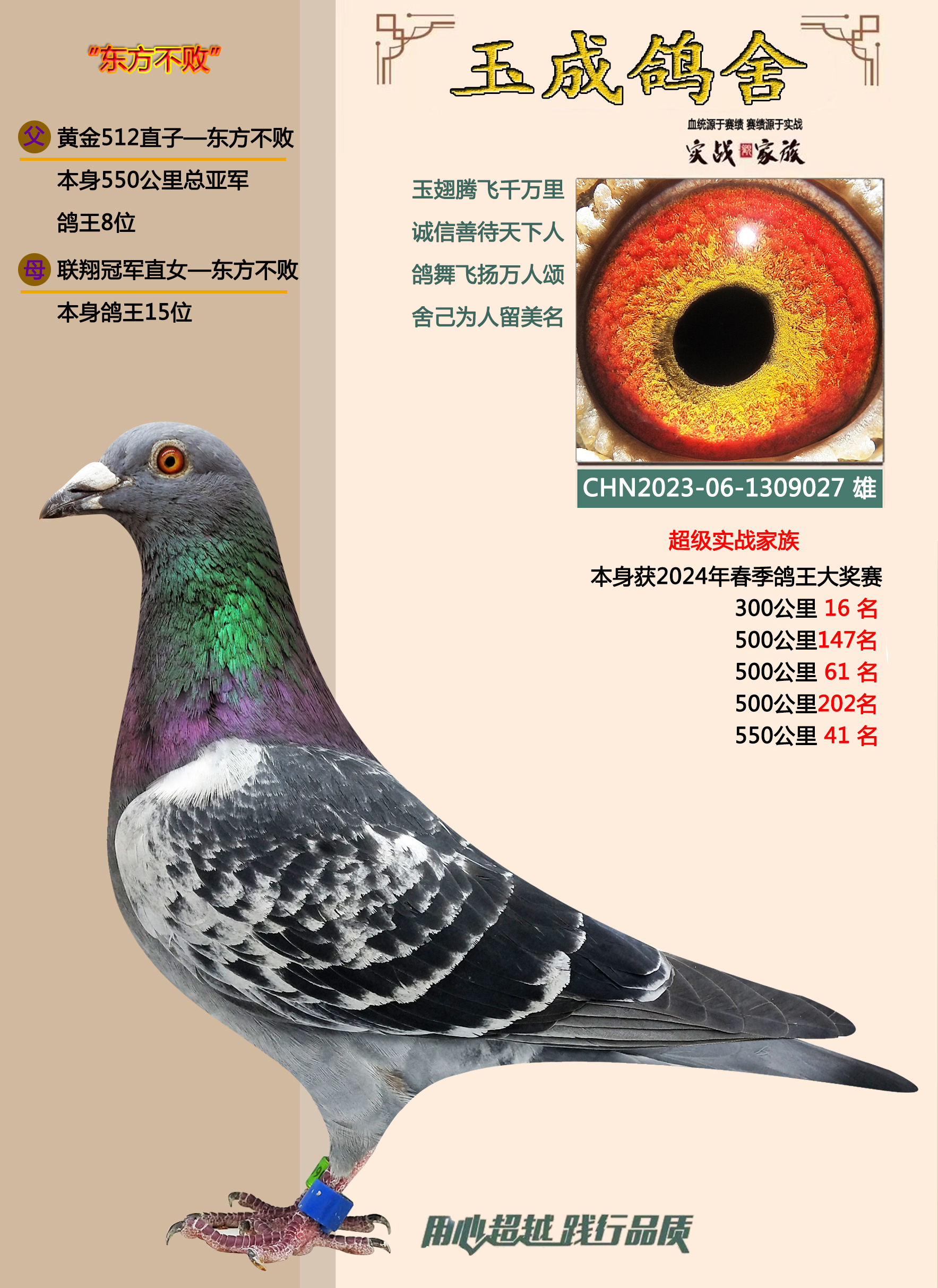 鸽子多少钱一只市场价